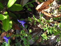 Cyananthus lobatus
