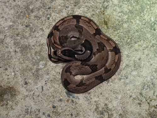 Bamboo Snake