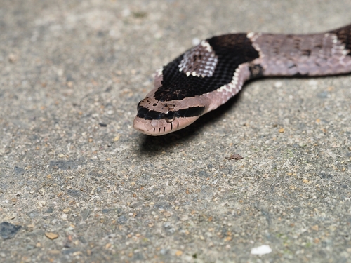 Bamboo Snake
