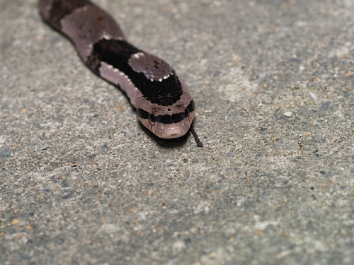 Bamboo Snake