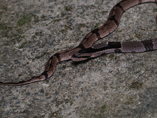 Bamboo Snake