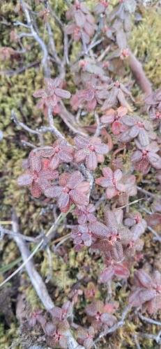 Rhododendron setosum, photograph 2