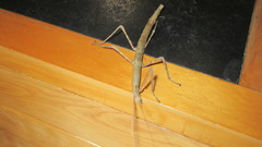 Spinonemia