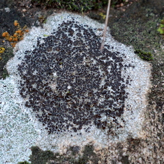 Lecanora pseudistera