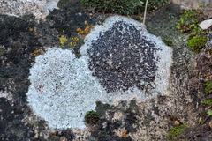 Lecanora pseudistera