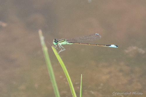 Sahara Bluetail
