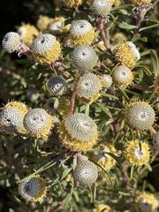Galpin's Leucadendron (Leucadendron galpinii)