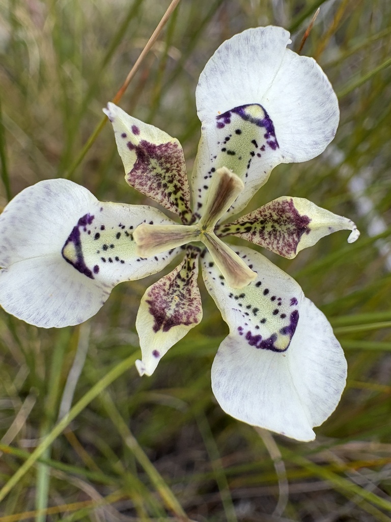 Moraea deltoidea