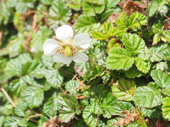 Rubus nepalensis, photograph (c) V_Nebenfuehr, some rights reserved (CC BY)