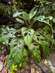 Monstera adansonii