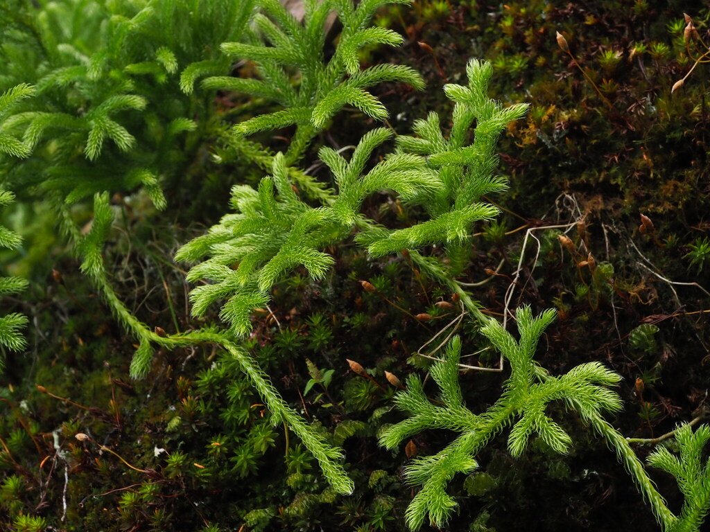 Lycopodium japonicum; photograph (c) V_Nebenfuehr, some rights reserved (CC BY)