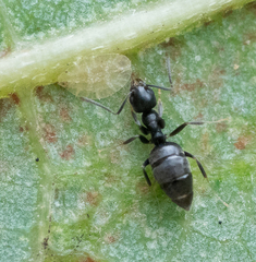 Technomyrmex albipes