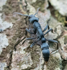 Leptogenys falcigera