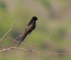 Psalidoprocne pristoptera