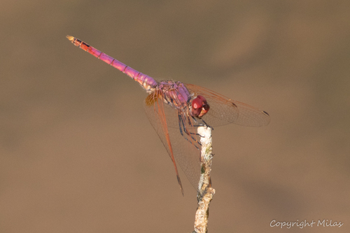 Violet Dropwing