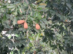 Couratari guianensis