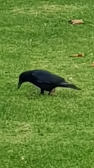 Corvus corone