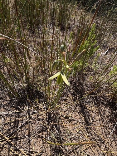 Albuca juncifolia