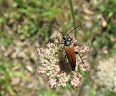 Pedostrangalia pubescens