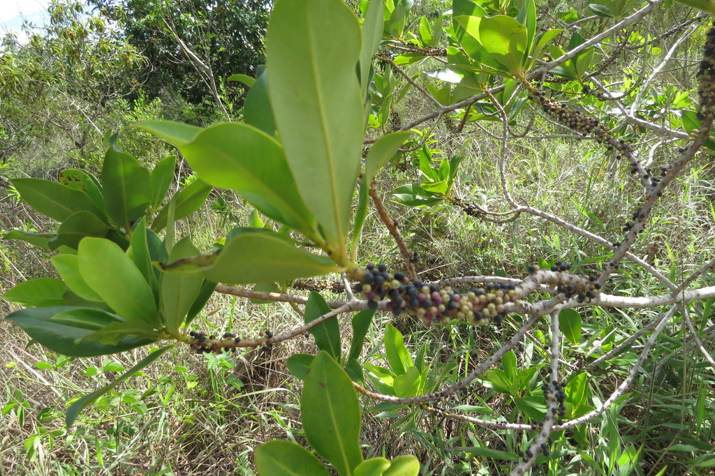 Myrsine gardneriana
