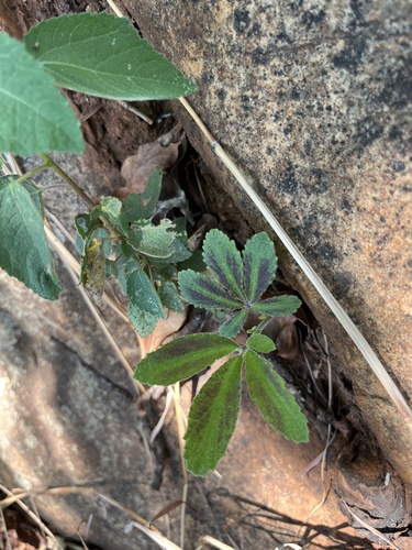 Cyphostemma simulans
