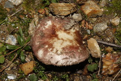 Russula cistoadelpha