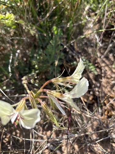 dune pelargonium (Pelargonium suburbanum)