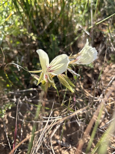 Pelargonium suburbanum, photograph 3