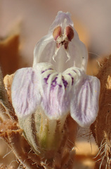 Justicia divaricata