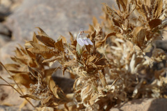 Justicia divaricata