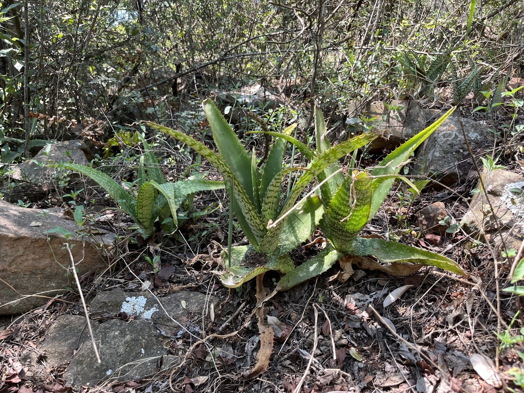 Aloe dyeri