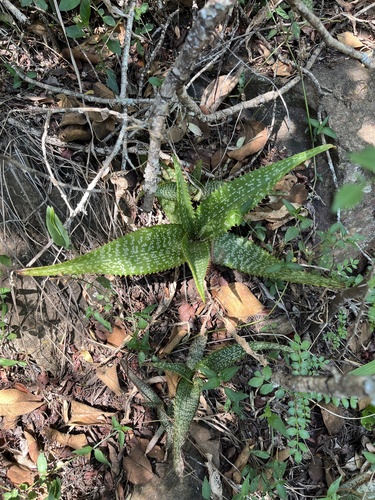 Aloe dyeri, photograph 6