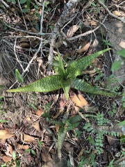 Aloe dyeri, photograph (c) katuchka, some rights reserved (CC BY)