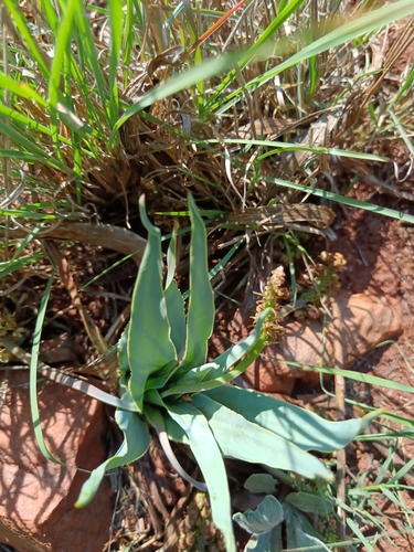Ledebouria marginata