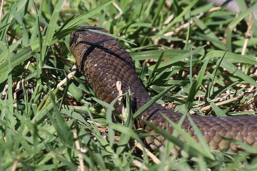 Eastern Brown Snake sighting