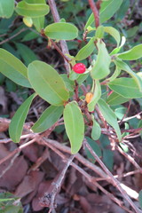 Erythroxylum campestre