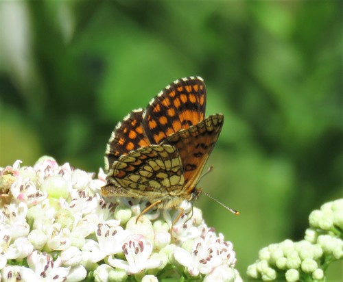 Southern Heath Fritillary
