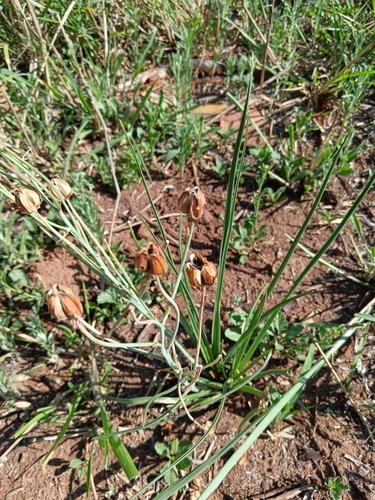 Thick Slime-lily (Albuca setosa)