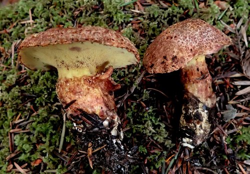 Western Painted Suillus