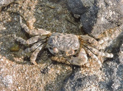 Scopimera crabricauda