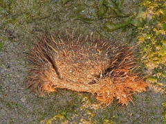 Pilumnus vespertilio