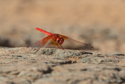 Orange-winged Dropwing