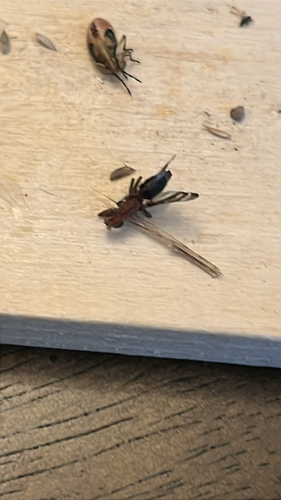 Unknown species found near Tiliwa Ct, Clemson, SC, US