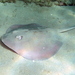Eastern Shovelnose Stingaree - Photo (c) Sascha Schulz, some rights reserved (CC BY-NC), uploaded by Sascha Schulz