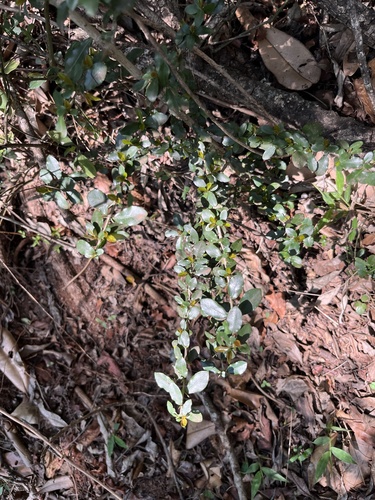 Hyperacanthus amoenus, photograph 2