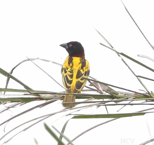 Village Weaver