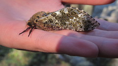 Andeabatis chilensis