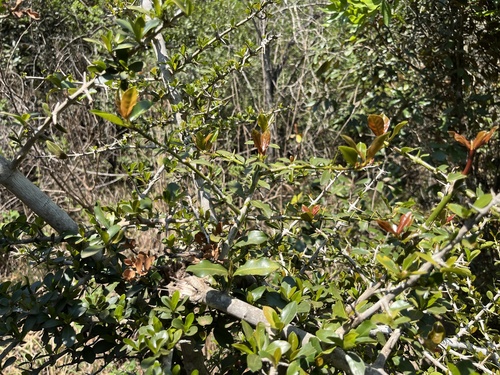 Thorny Gardenia (Hyperacanthus amoenus)
