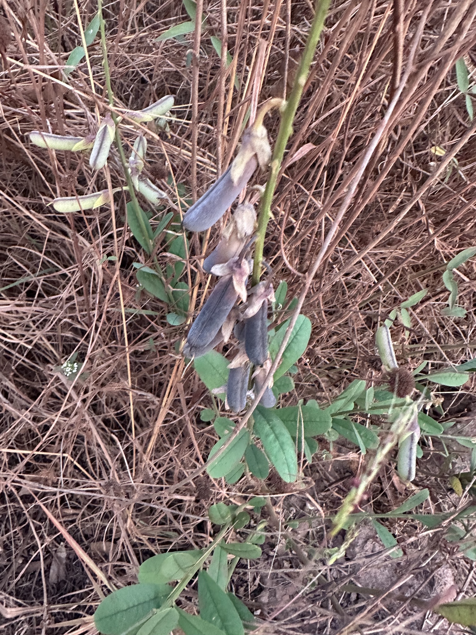 Crotalaria retusa