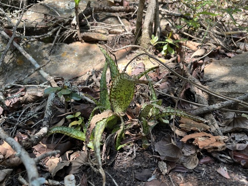 Aloe dyeri, photograph 4